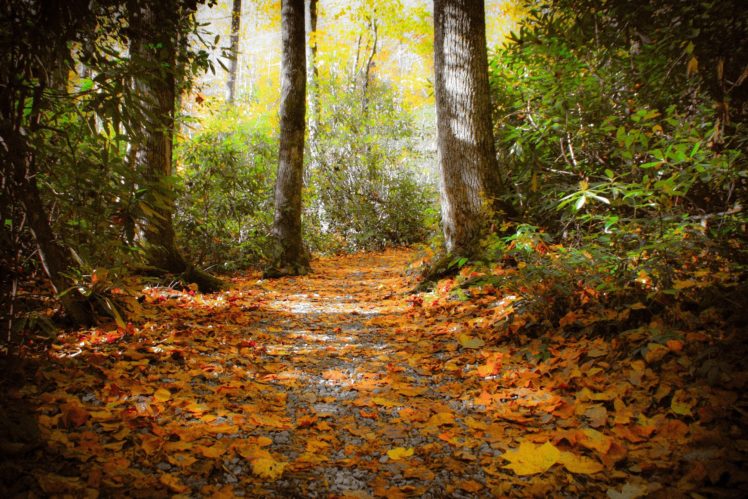 automne, Season, Nature, Landscapes, Rain, Fall, Wallpapers, Leaf, Tree, Campaign, Wet HD Wallpaper Desktop Background