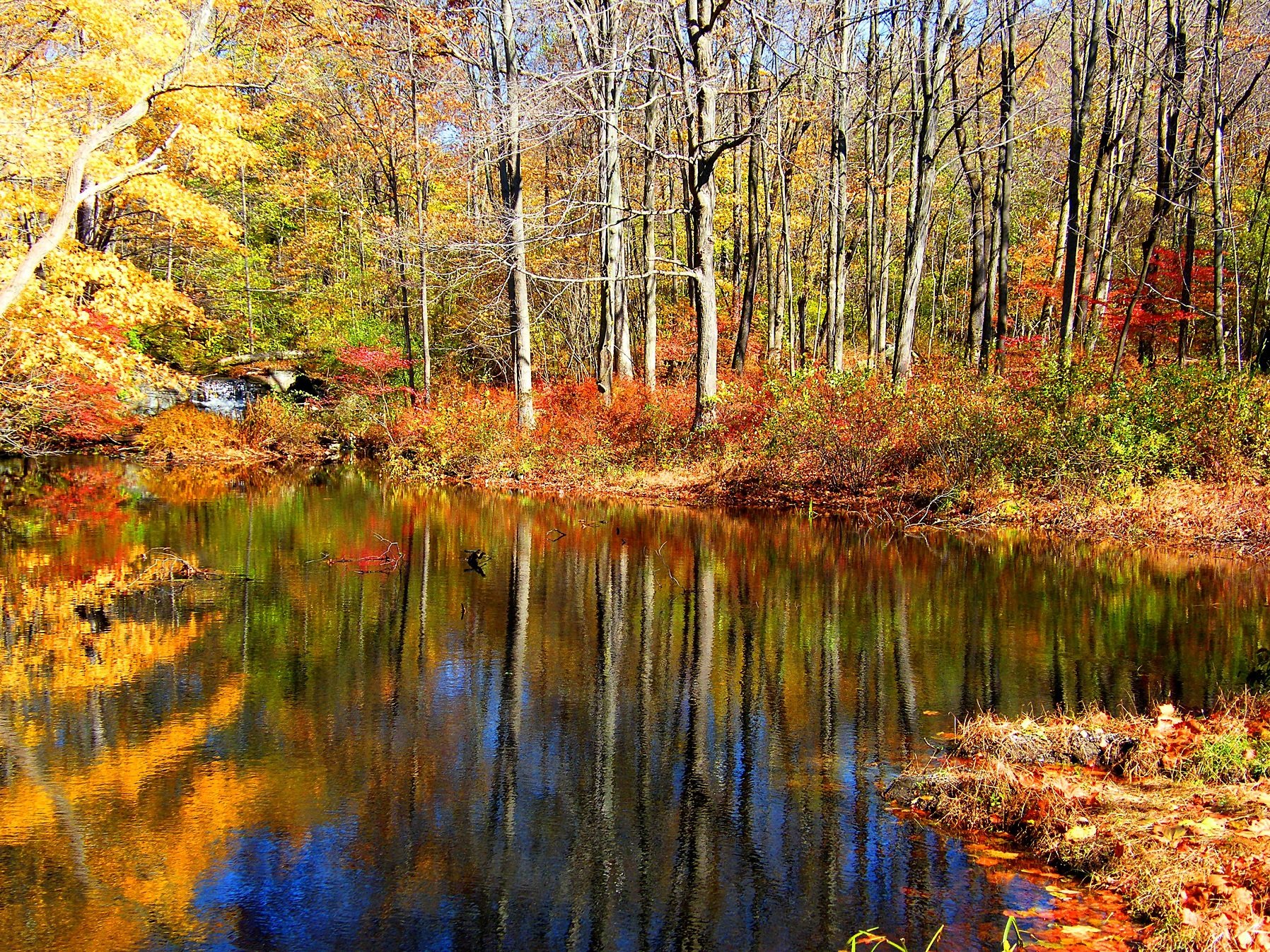 automne, Season, Nature, Landscapes, Rain, Fall, Wallpapers, Leaf, Tree, Campaign, Wet Wallpaper