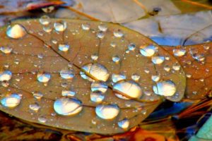 automne, Season, Nature, Landscapes, Rain, Fall, Wallpapers, Leaf, Tree, Campaign, Wet