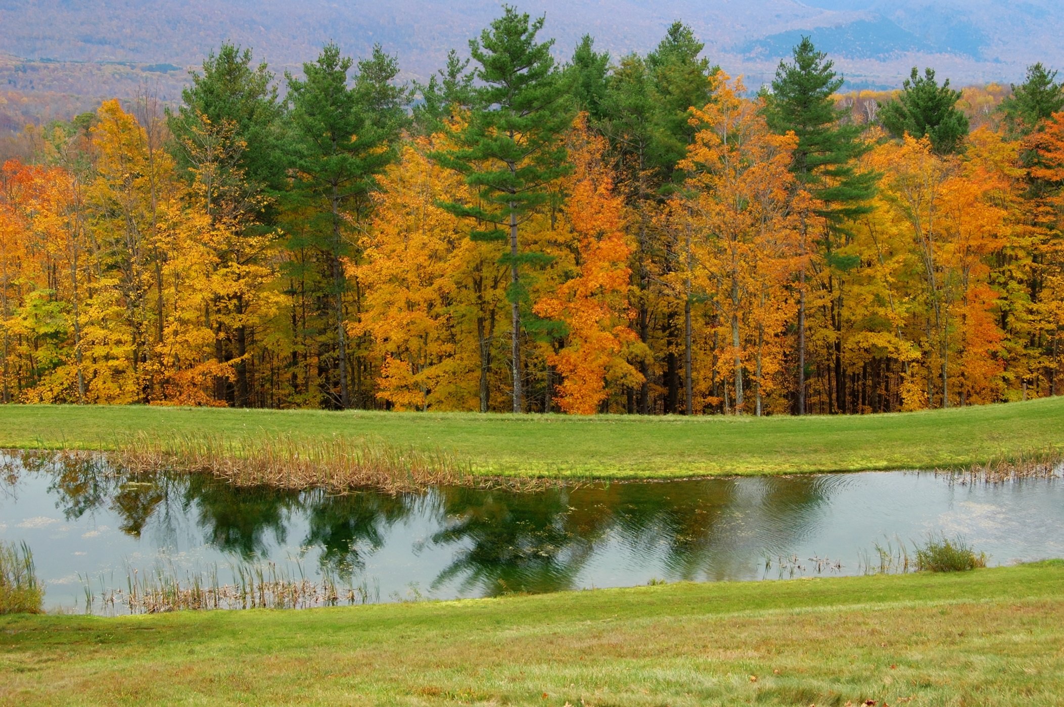 automne, Season, Nature, Landscapes, Rain, Fall, Wallpapers, Leaf, Tree, Campaign, Wet Wallpaper