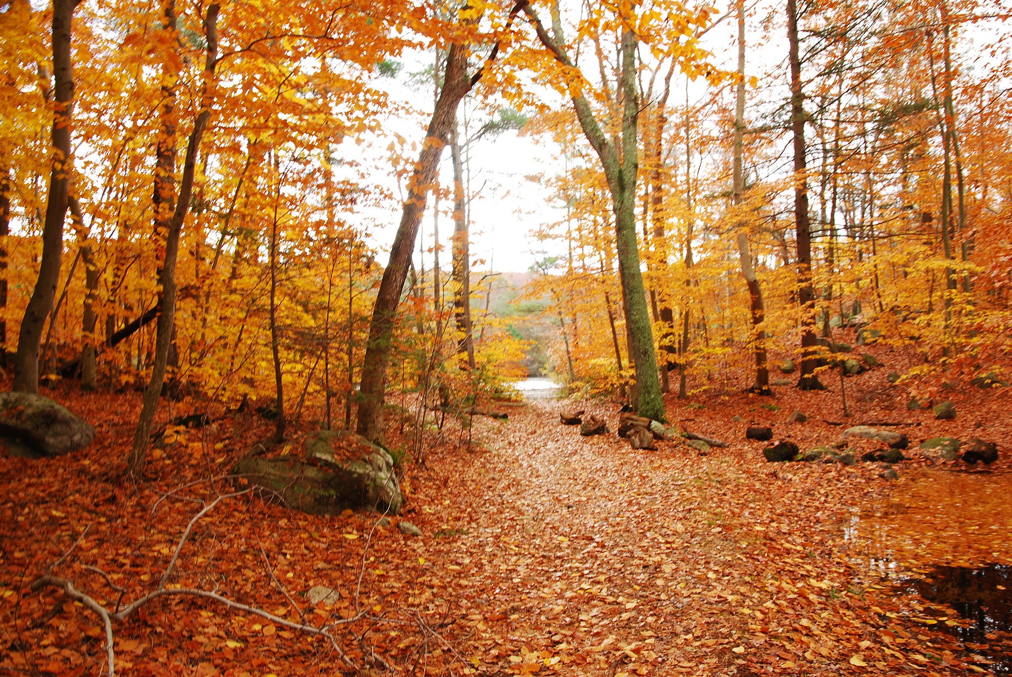 automne, Season, Nature, Landscapes, Rain, Fall, Wallpapers, Leaf, Tree, Campaign, Wet Wallpaper