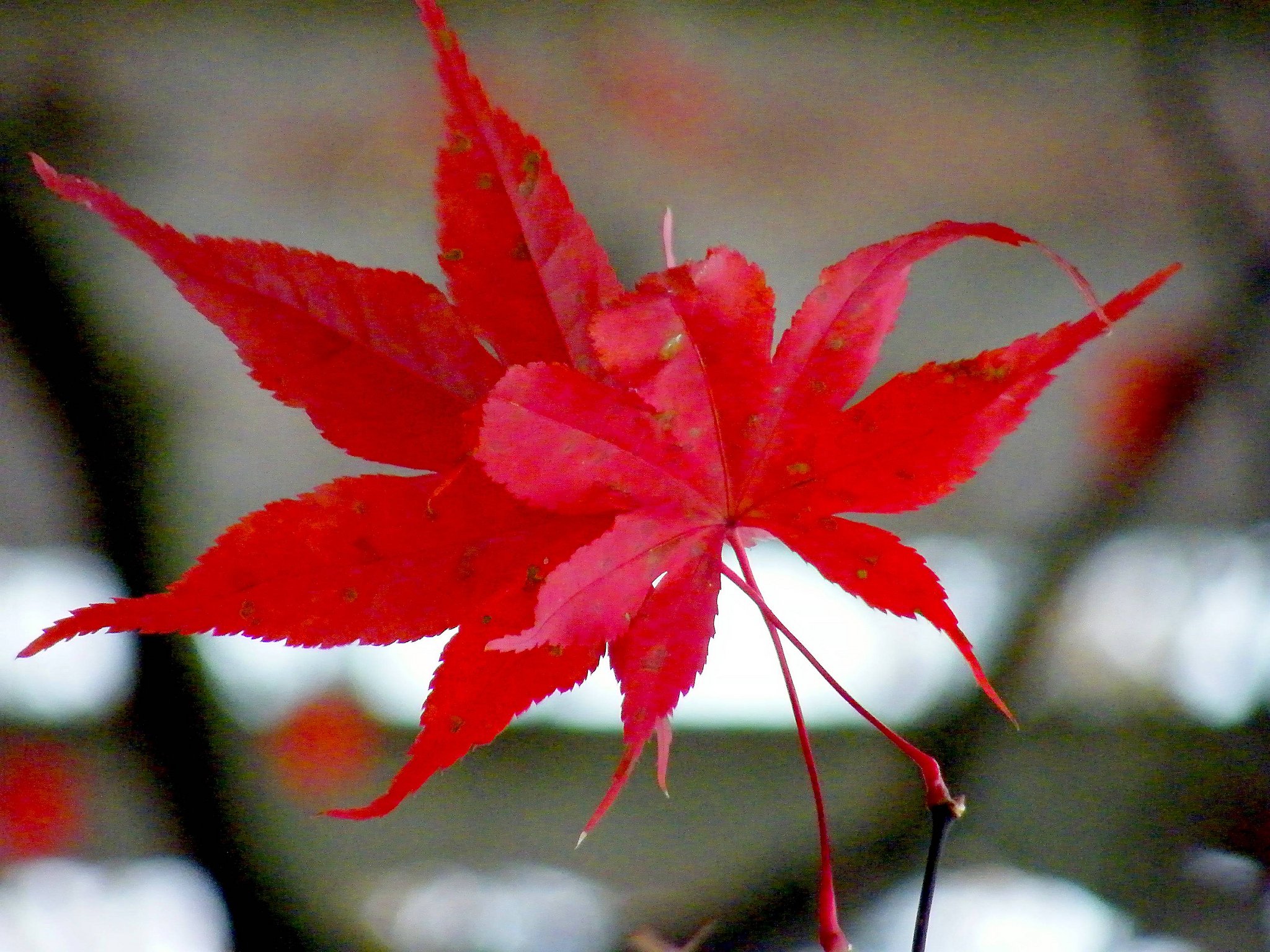 automne, Season, Nature, Landscapes, Rain, Fall, Wallpapers, Leaf, Tree, Campaign, Wet Wallpaper