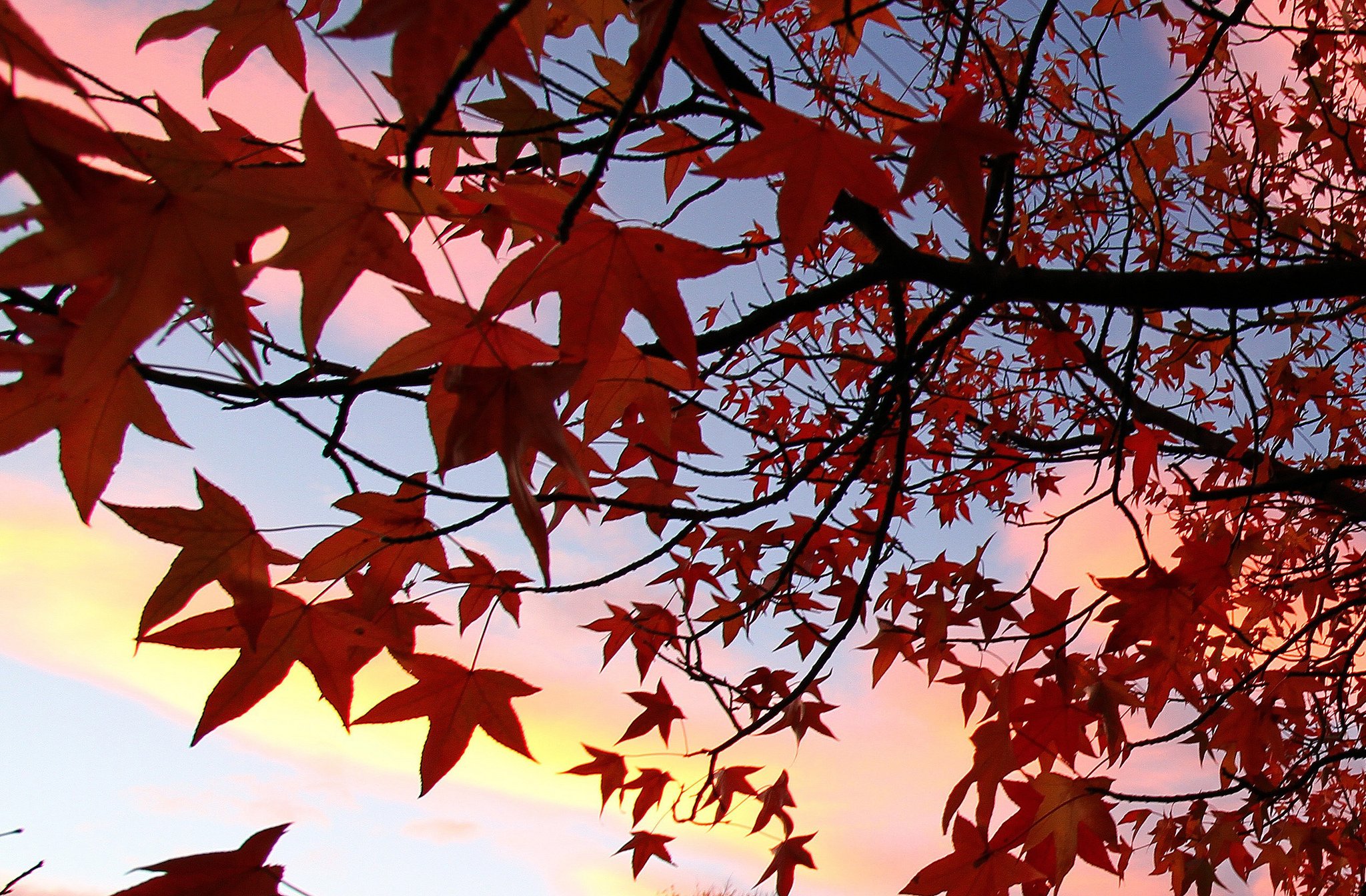 automne, Season, Nature, Landscapes, Rain, Fall, Wallpapers, Leaf, Tree, Campaign, Wet Wallpaper