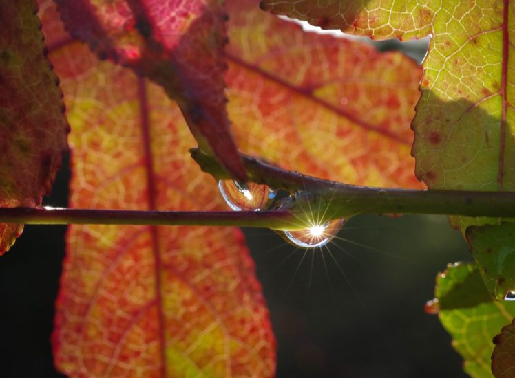 automne, Season, Nature, Landscapes, Rain, Fall, Wallpapers, Leaf, Tree, Campaign, Wet HD Wallpaper Desktop Background