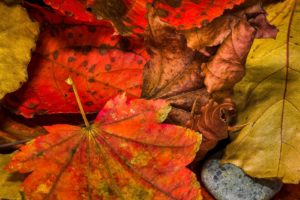 automne, Season, Nature, Landscapes, Rain, Fall, Wallpapers, Leaf, Tree, Campaign, Wet