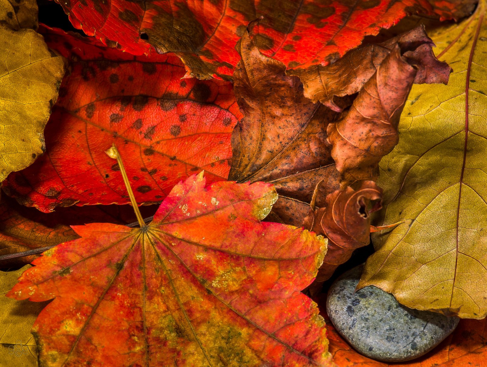 automne, Season, Nature, Landscapes, Rain, Fall, Wallpapers, Leaf, Tree, Campaign, Wet Wallpaper