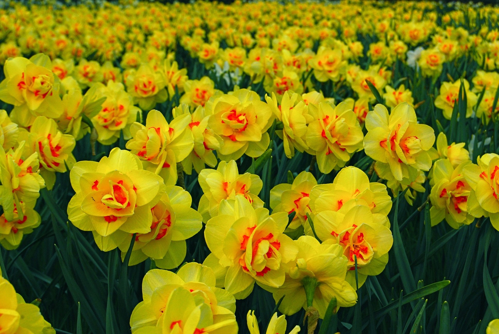 string, Printemps, Tree, Campaign, Season, Nature, Landscapes, Wallpapers, Insects, Flowers Wallpaper