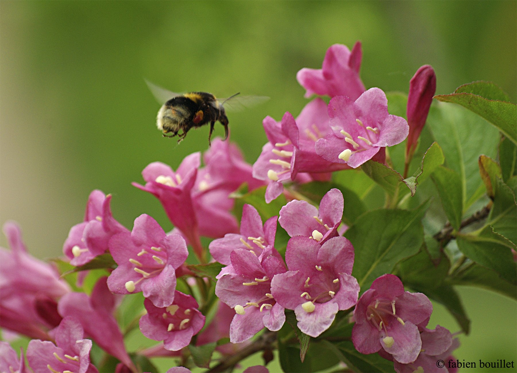 string, Printemps, Tree, Campaign, Season, Nature, Landscapes, Wallpapers, Insects, Flowers Wallpaper