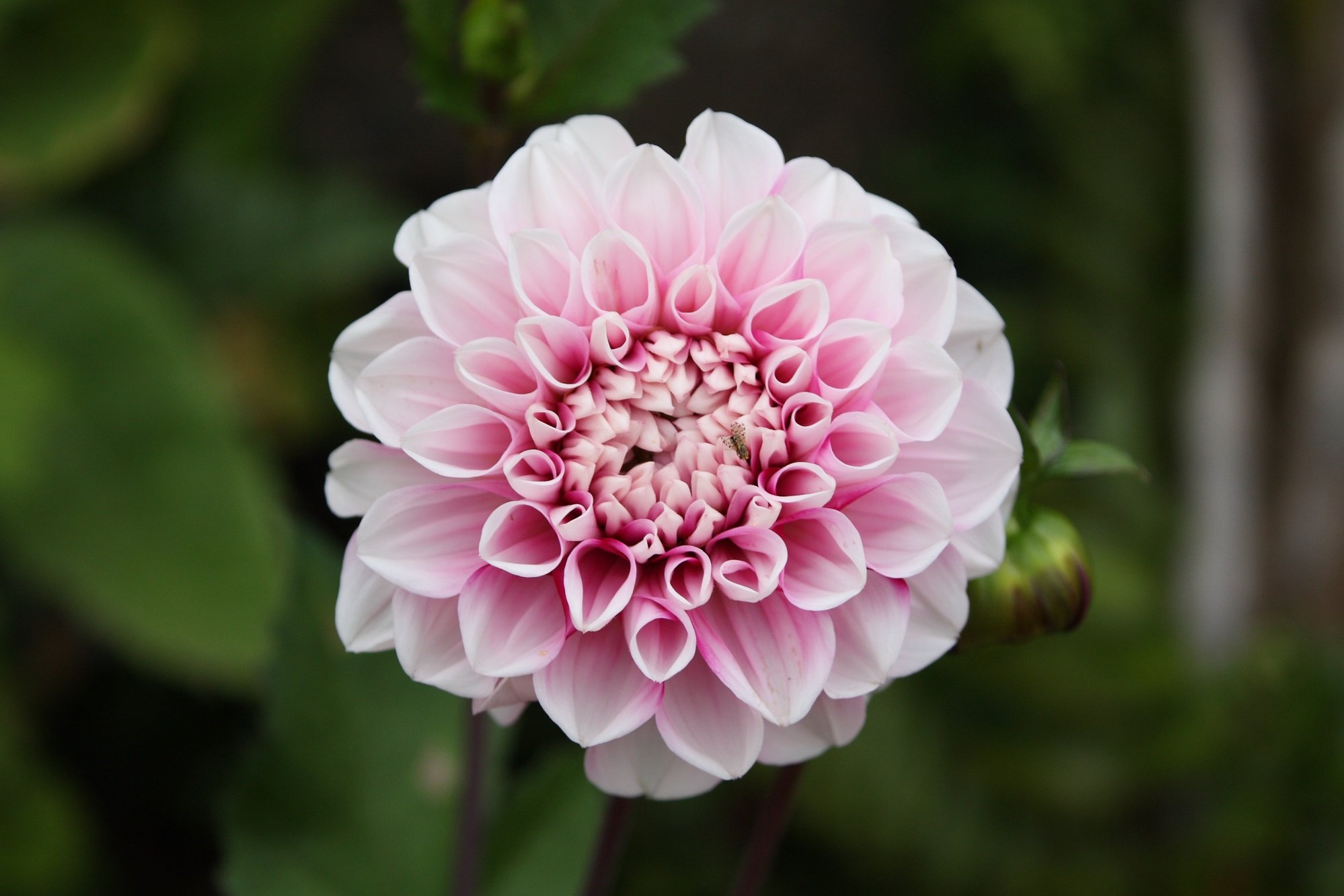 string, Printemps, Tree, Campaign, Season, Nature, Landscapes, Wallpapers, Insects, Flowers Wallpaper