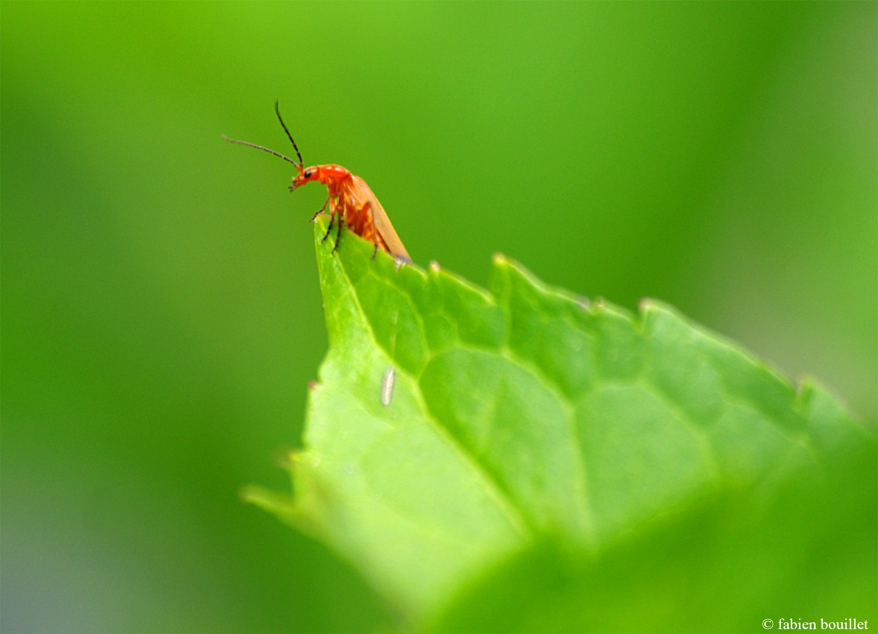 string, Printemps, Tree, Campaign, Season, Nature, Landscapes, Wallpapers, Insects, Flowers Wallpaper