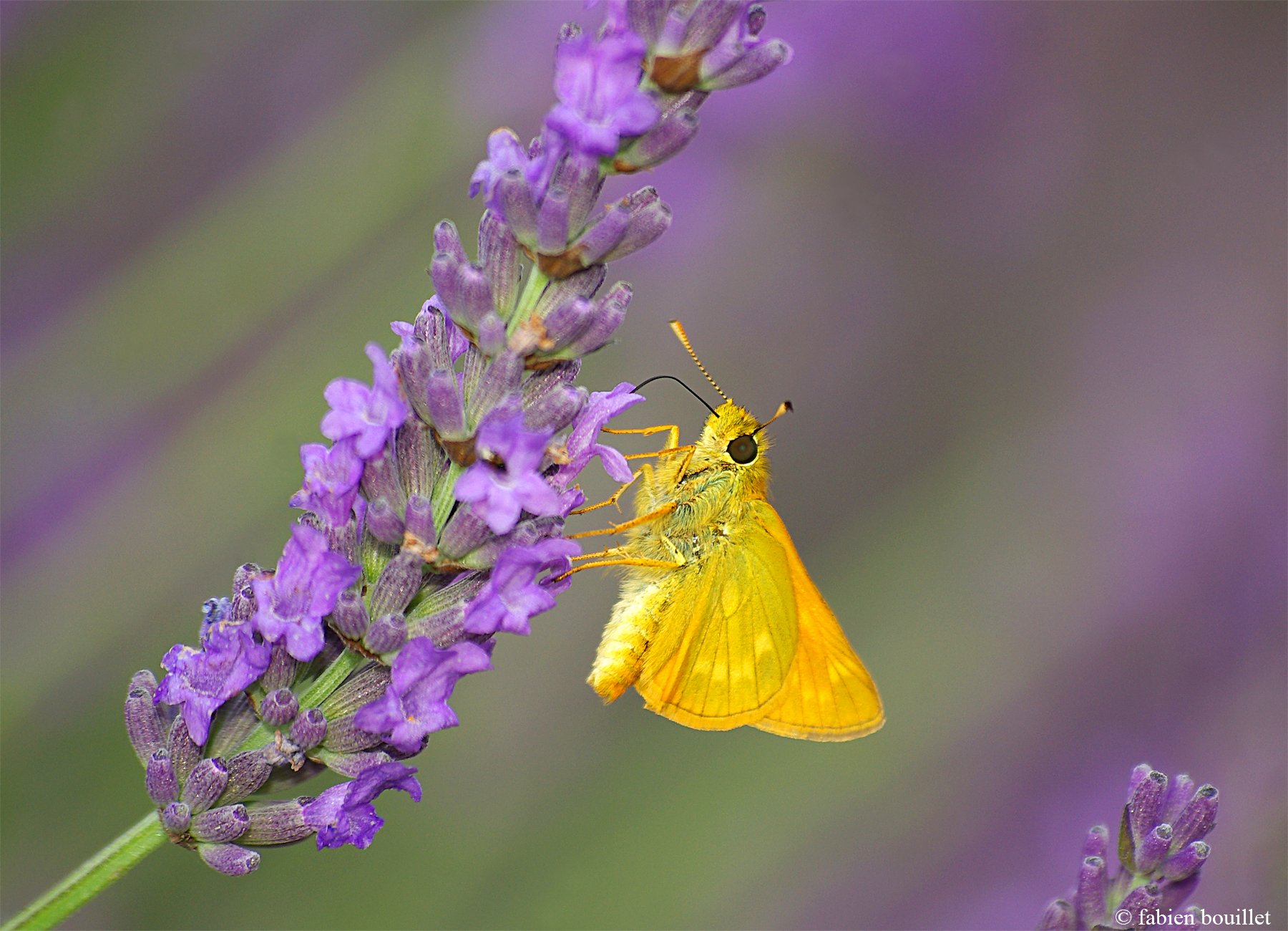 string, Printemps, Tree, Campaign, Season, Nature, Landscapes, Wallpapers, Insects, Flowers Wallpaper