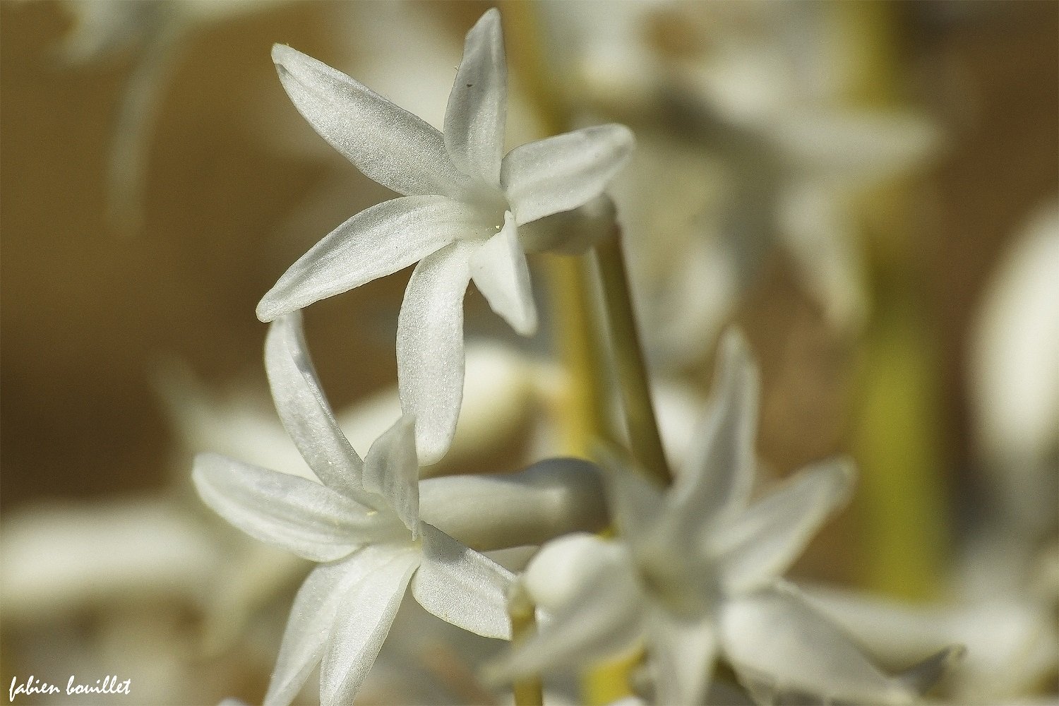 string, Printemps, Tree, Campaign, Season, Nature, Landscapes, Wallpapers, Insects, Flowers Wallpaper