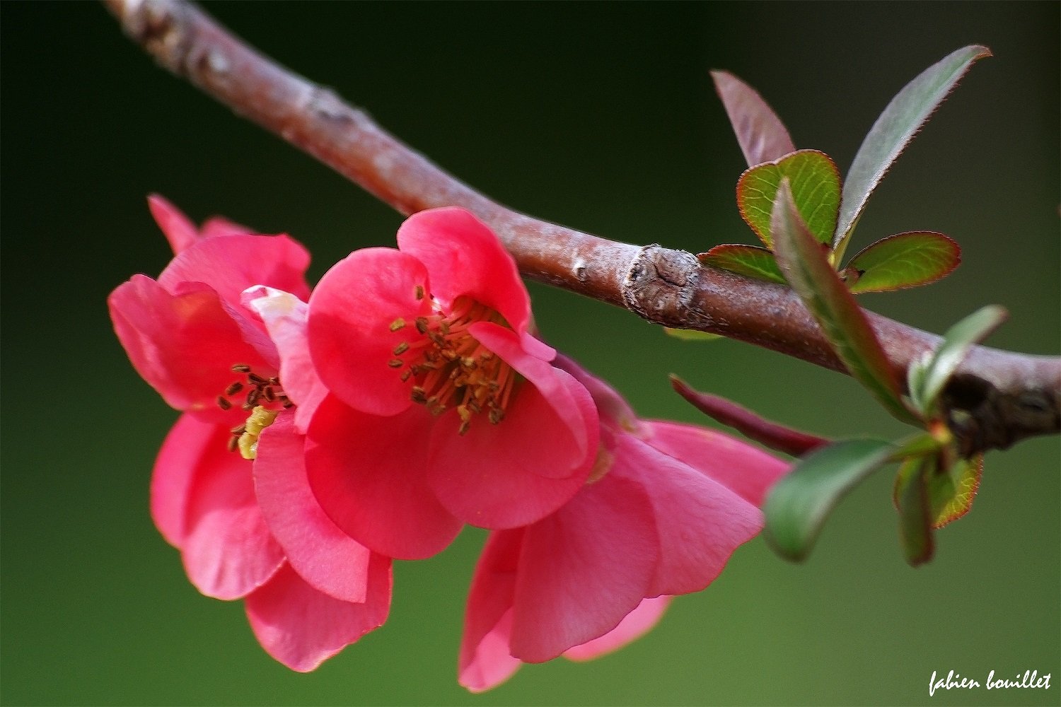 string, Printemps, Tree, Campaign, Season, Nature, Landscapes, Wallpapers, Insects, Flowers Wallpaper