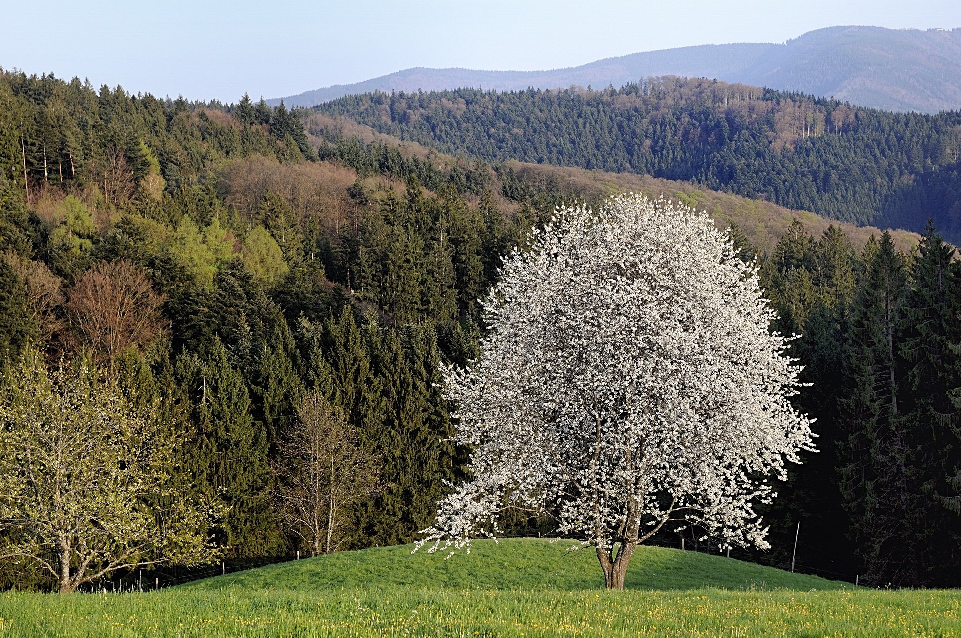 string, Printemps, Tree, Campaign, Season, Nature, Landscapes, Wallpapers, Insects, Flowers Wallpaper