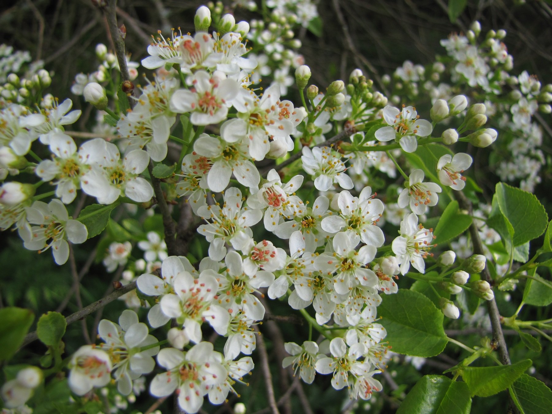 string, Printemps, Tree, Campaign, Season, Nature, Landscapes, Wallpapers, Insects, Flowers Wallpaper