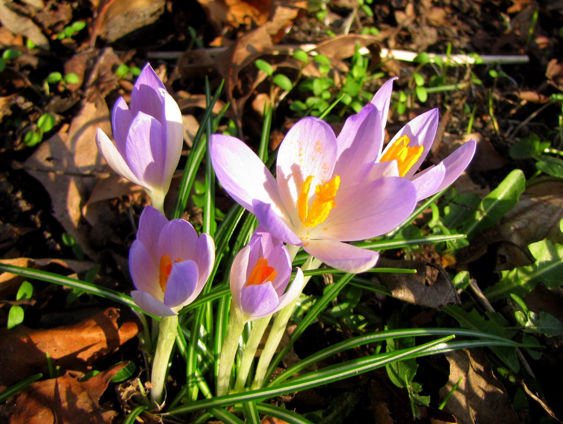 string, Printemps, Tree, Campaign, Season, Nature, Landscapes, Wallpapers, Insects, Flowers Wallpaper