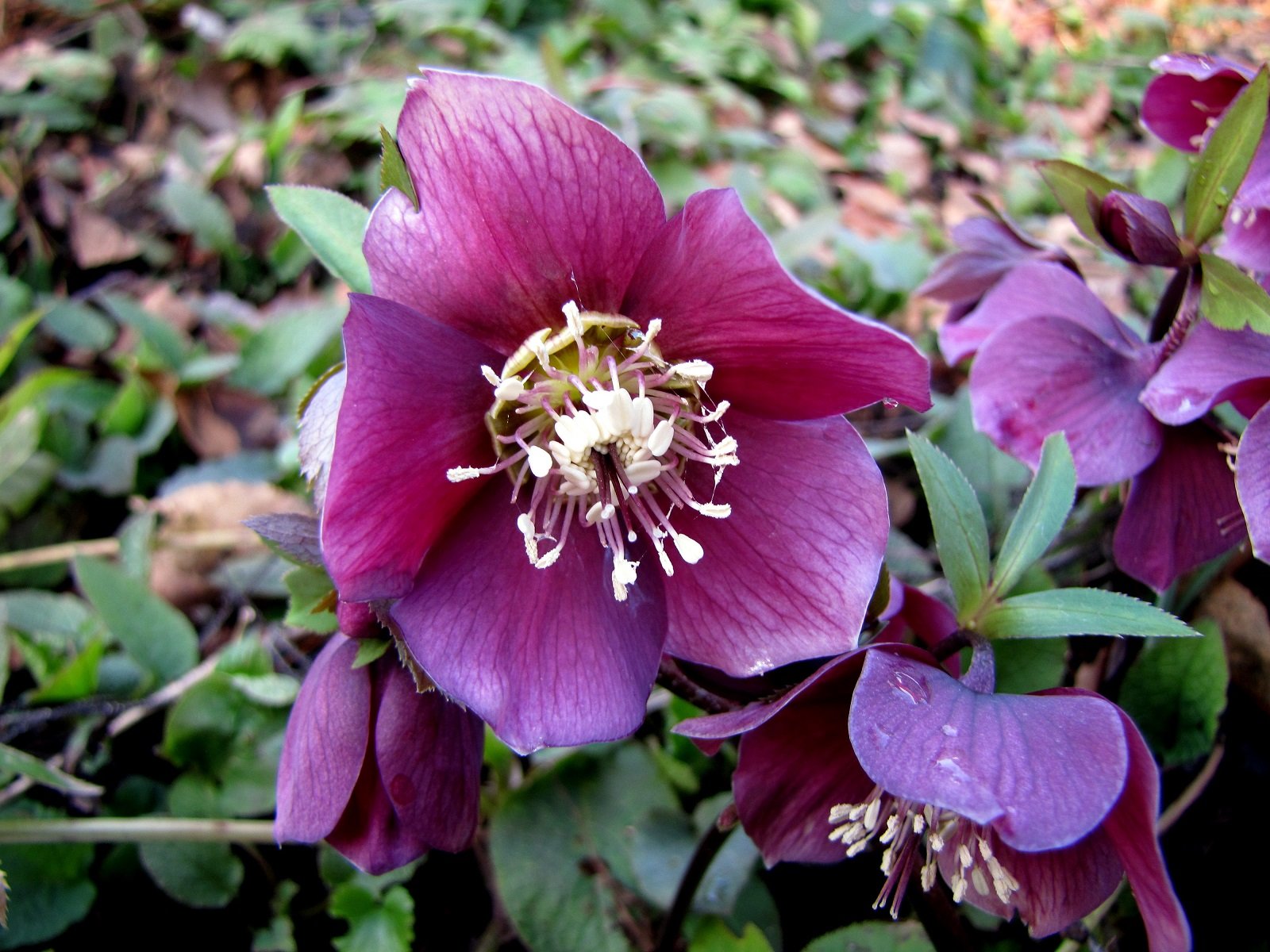 string, Printemps, Tree, Campaign, Season, Nature, Landscapes, Wallpapers, Insects, Flowers Wallpaper