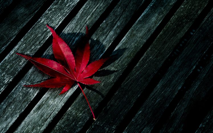 red, Fallen, Leaf HD Wallpaper Desktop Background