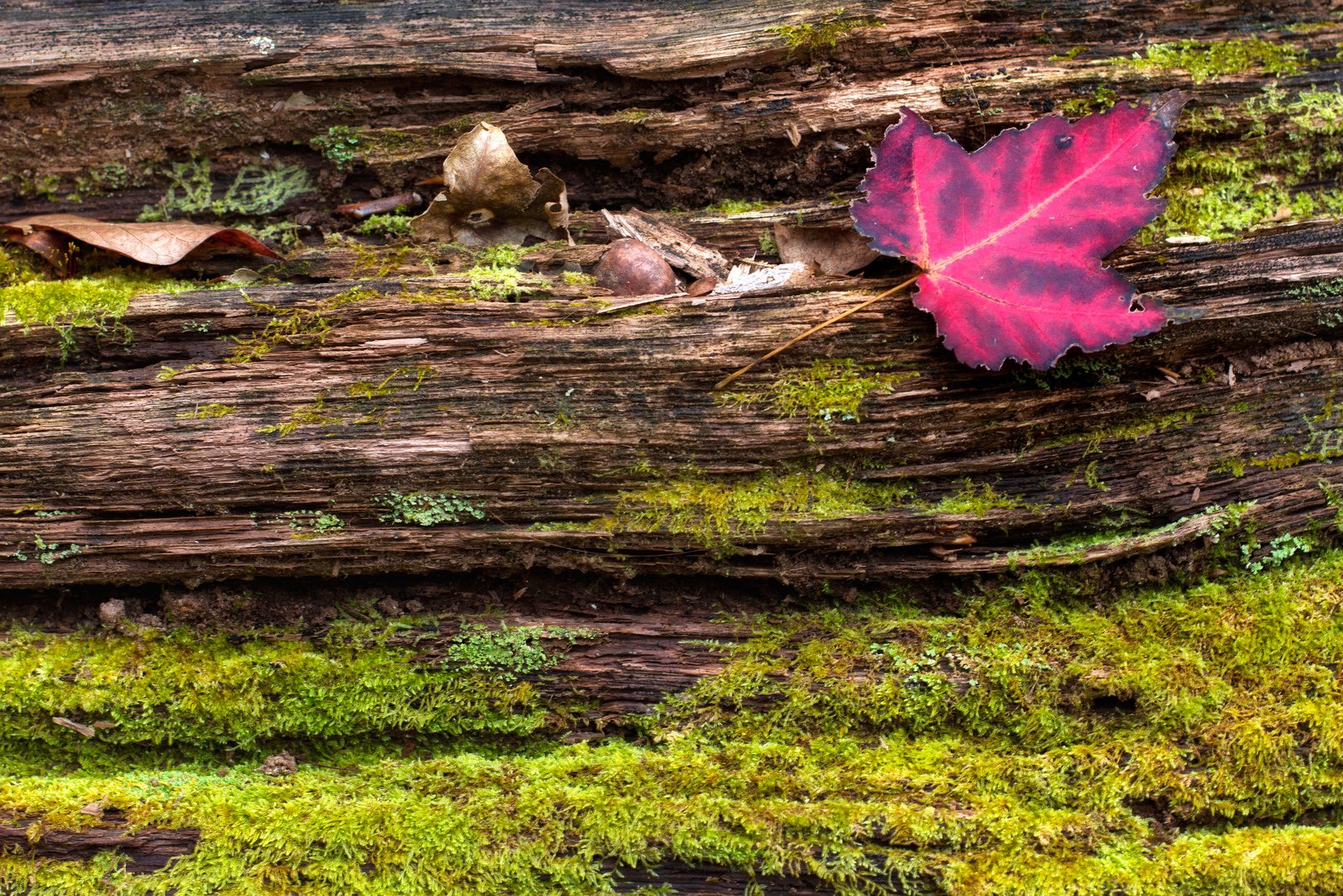 green, Leaf, Dew, Nature, Walppaper, Branch, Tree, Macro Wallpaper