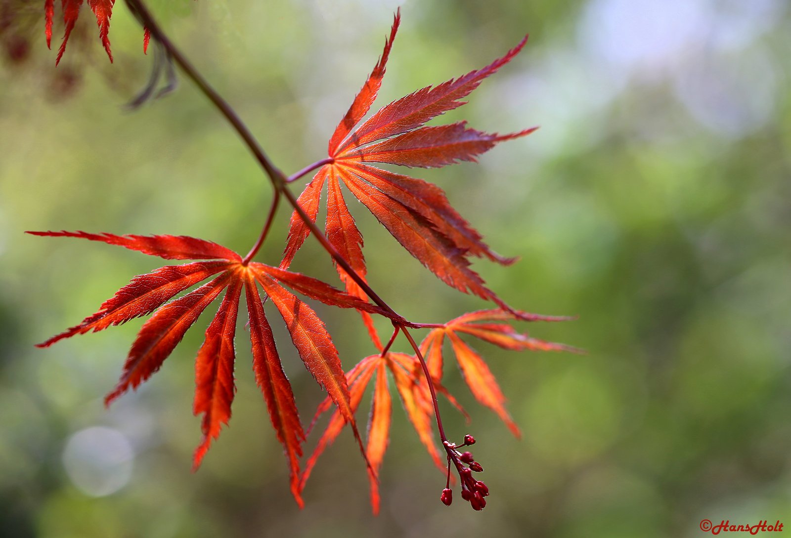 green, Leaf, Dew, Nature, Walppaper, Branch, Tree, Macro Wallpaper