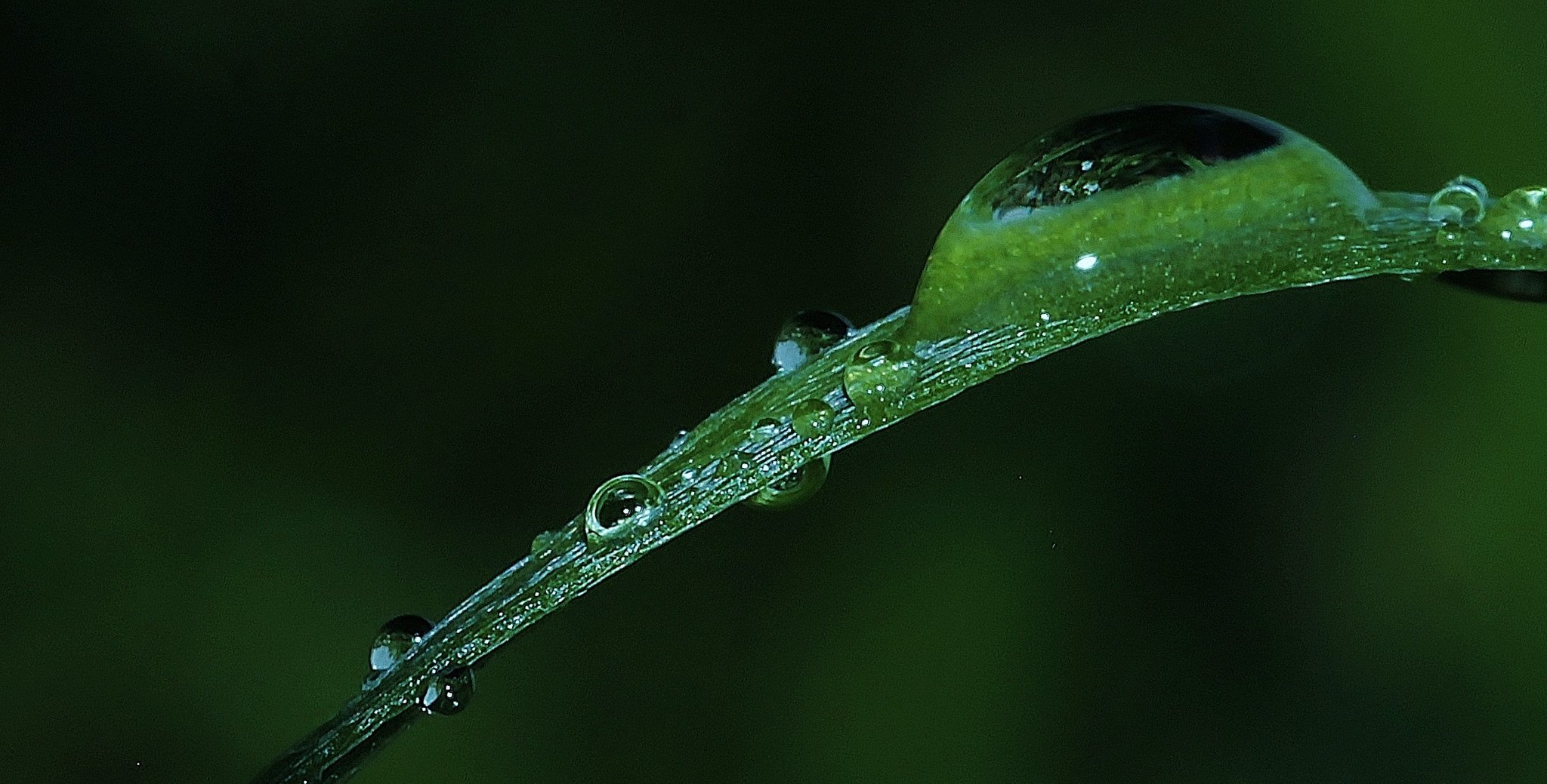 green, Leaf, Dew, Nature, Walppaper, Branch, Tree, Macro Wallpaper