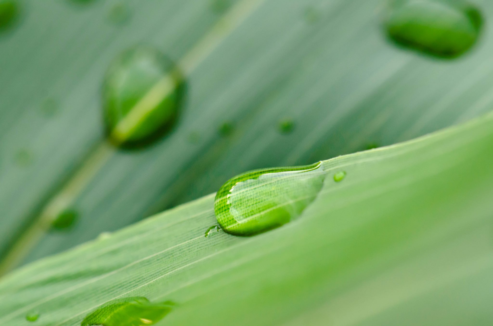 green, Leaf, Dew, Nature, Walppaper, Branch, Tree, Macro Wallpapers HD