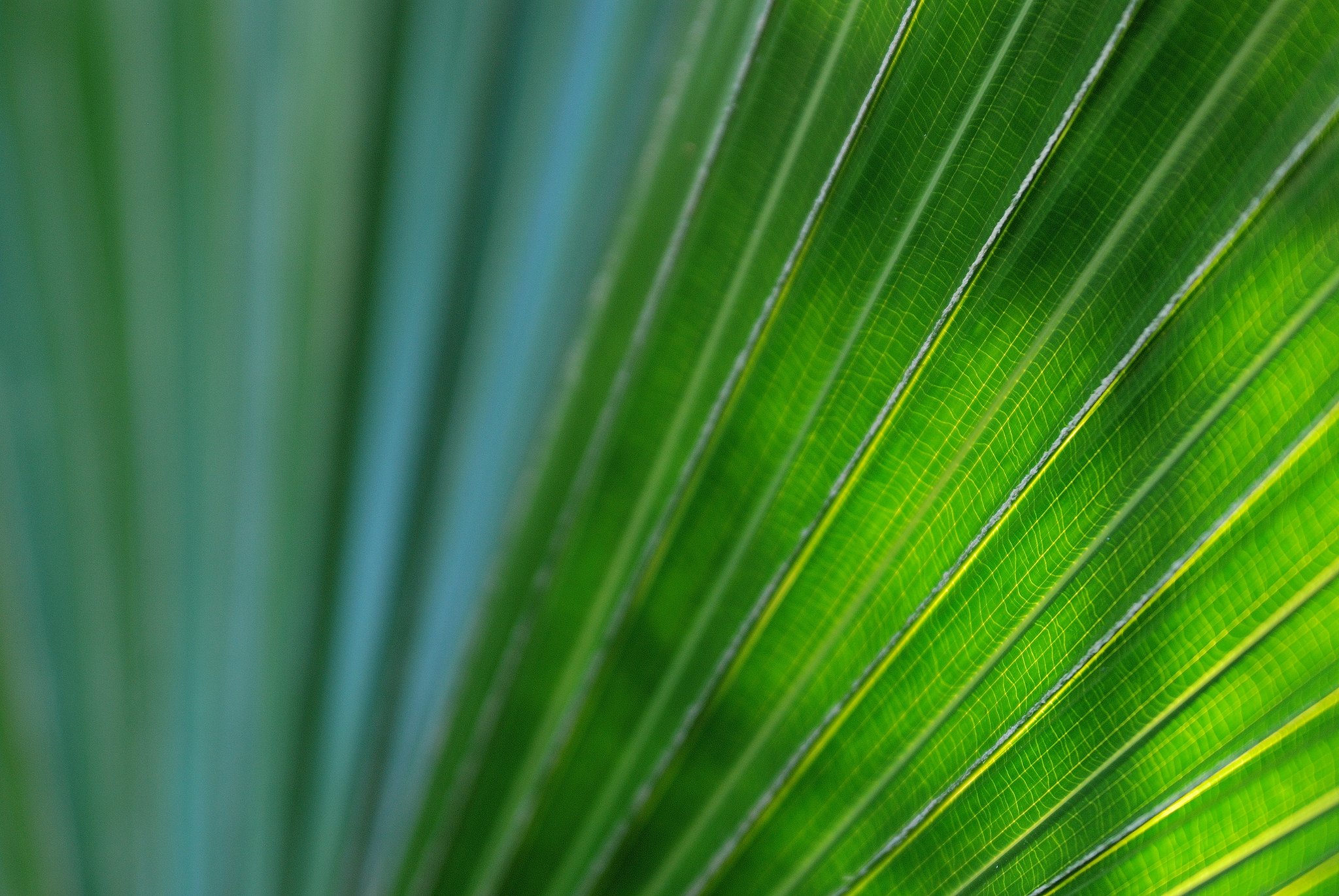 green, Leaf, Dew, Nature, Walppaper, Branch, Tree, Macro Wallpaper