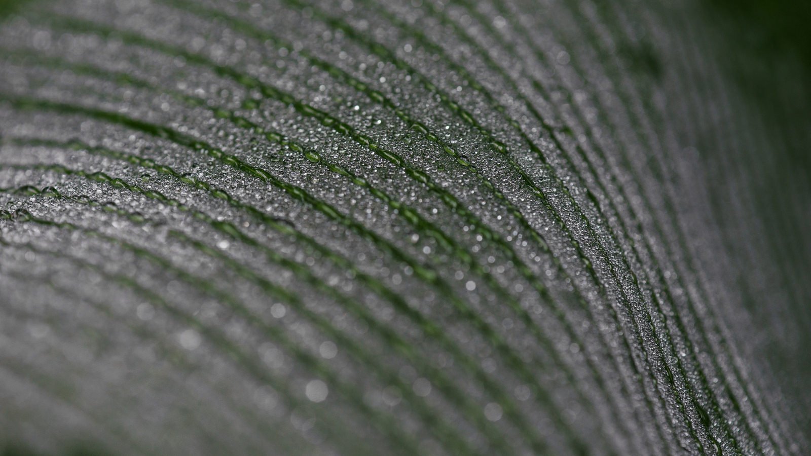 green, Leaf, Dew, Nature, Walppaper, Branch, Tree, Macro Wallpaper