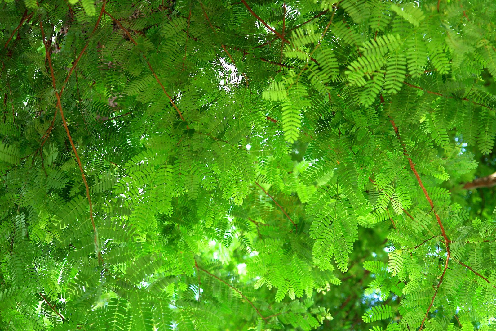 green, Leaf, Dew, Nature, Walppaper, Branch, Tree, Macro Wallpaper