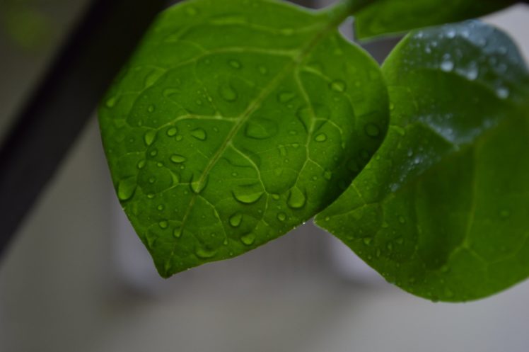 green, Leaf, Dew, Nature, Walppaper, Branch, Tree, Macro HD Wallpaper Desktop Background