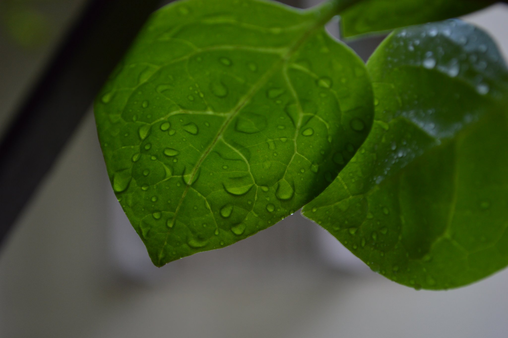 green, Leaf, Dew, Nature, Walppaper, Branch, Tree, Macro Wallpaper