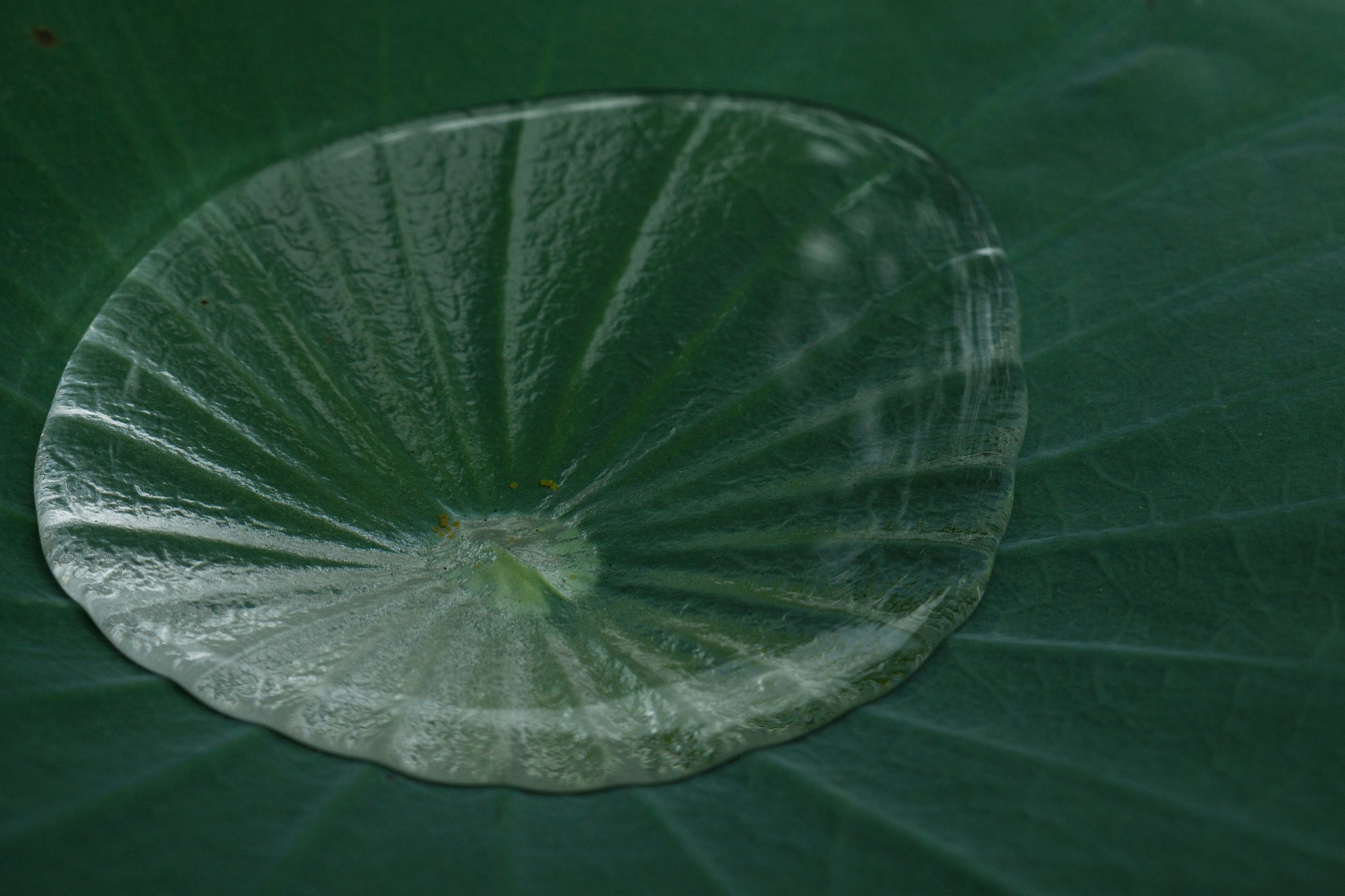 green, Leaf, Dew, Nature, Walppaper, Branch, Tree, Macro Wallpaper