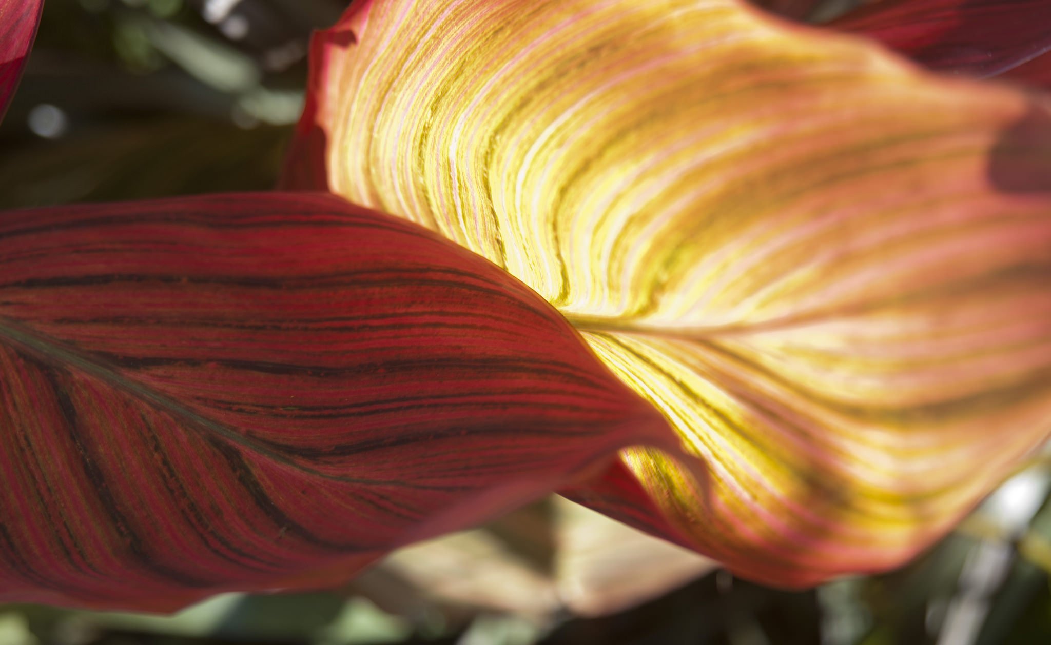 green, Leaf, Dew, Nature, Walppaper, Branch, Tree, Macro Wallpaper