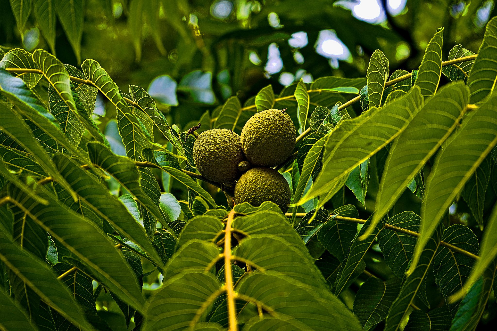 green, Leaf, Dew, Nature, Walppaper, Branch, Tree, Macro Wallpaper