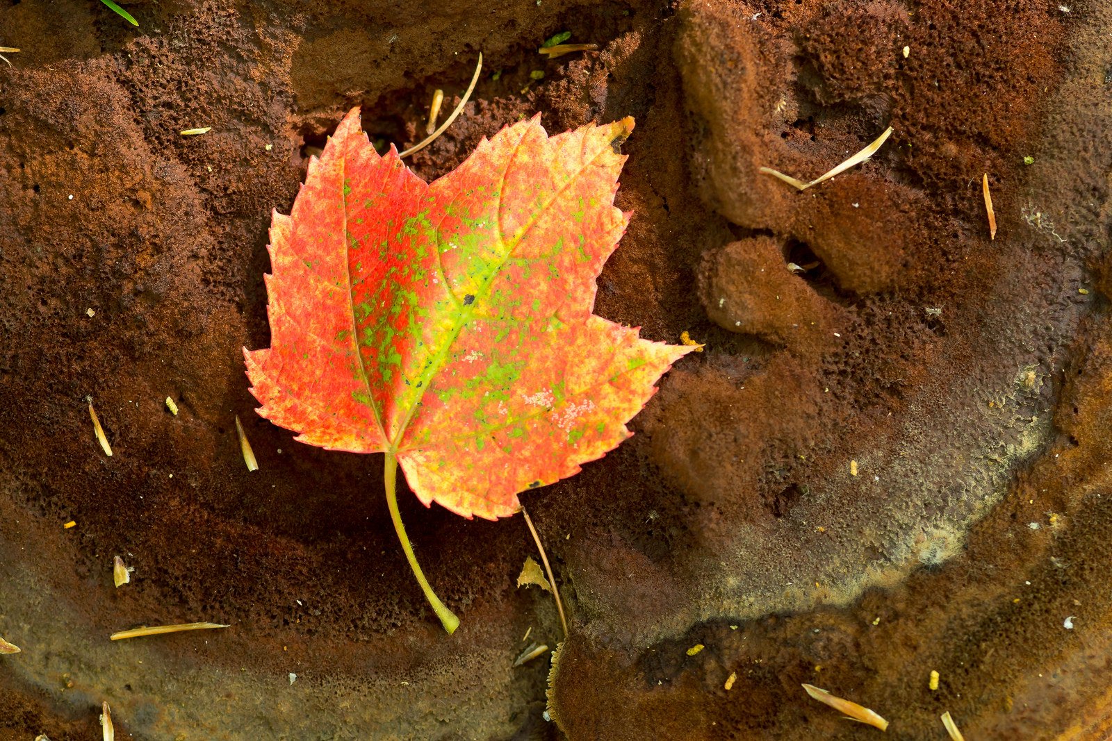 green, Leaf, Dew, Nature, Walppaper, Branch, Tree, Macro Wallpaper