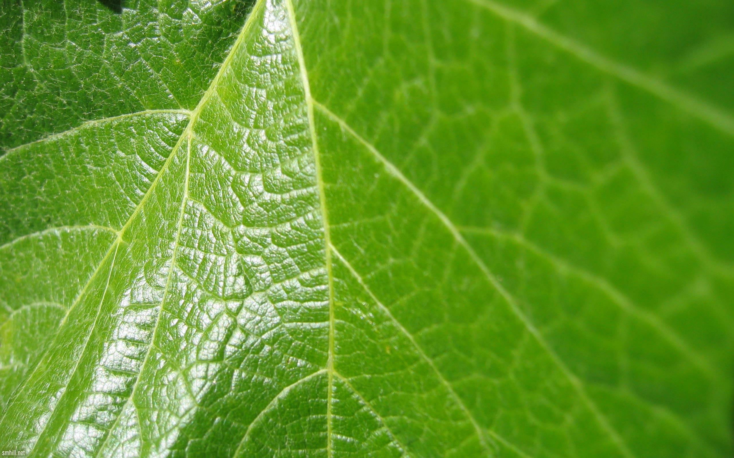 grape, Leaf Wallpaper
