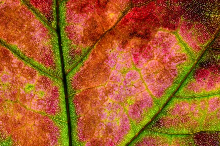 green, Leaf, Dew, Nature, Walppaper, Branch, Tree, Macro HD Wallpaper Desktop Background