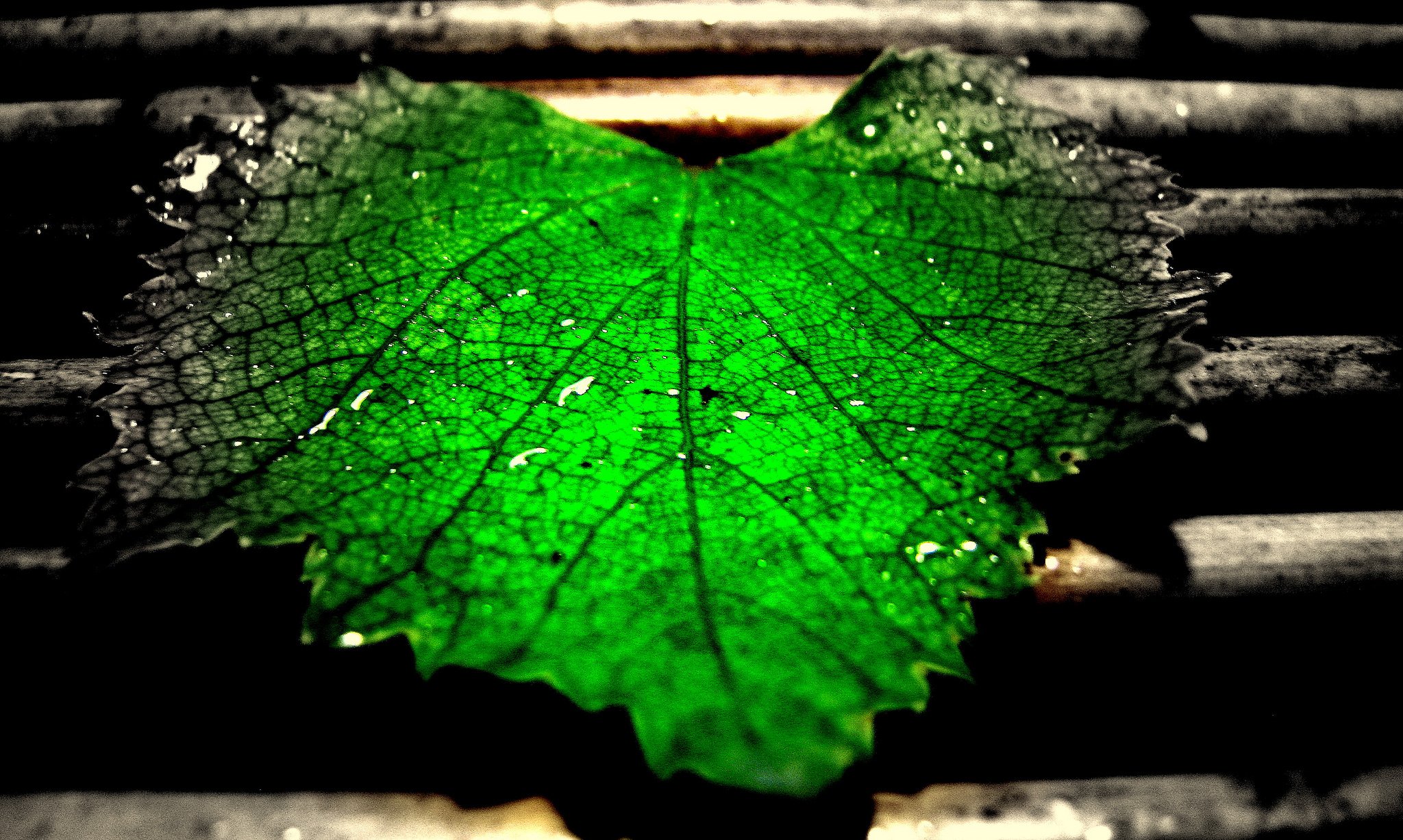 green, Leaf, Dew, Nature, Walppaper, Branch, Tree, Macro Wallpaper