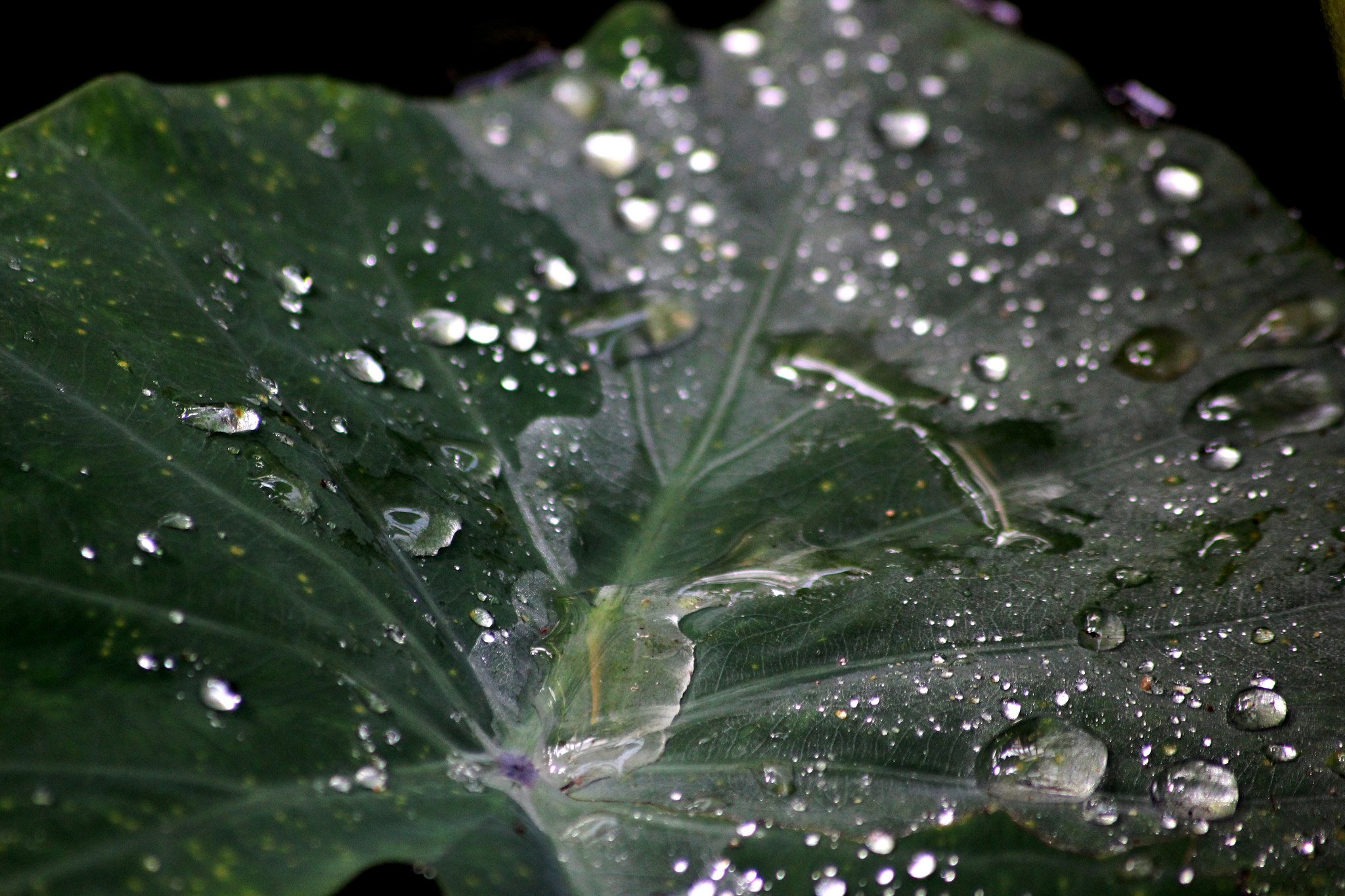 green, Leaf, Dew, Nature, Walppaper, Branch, Tree, Macro Wallpaper