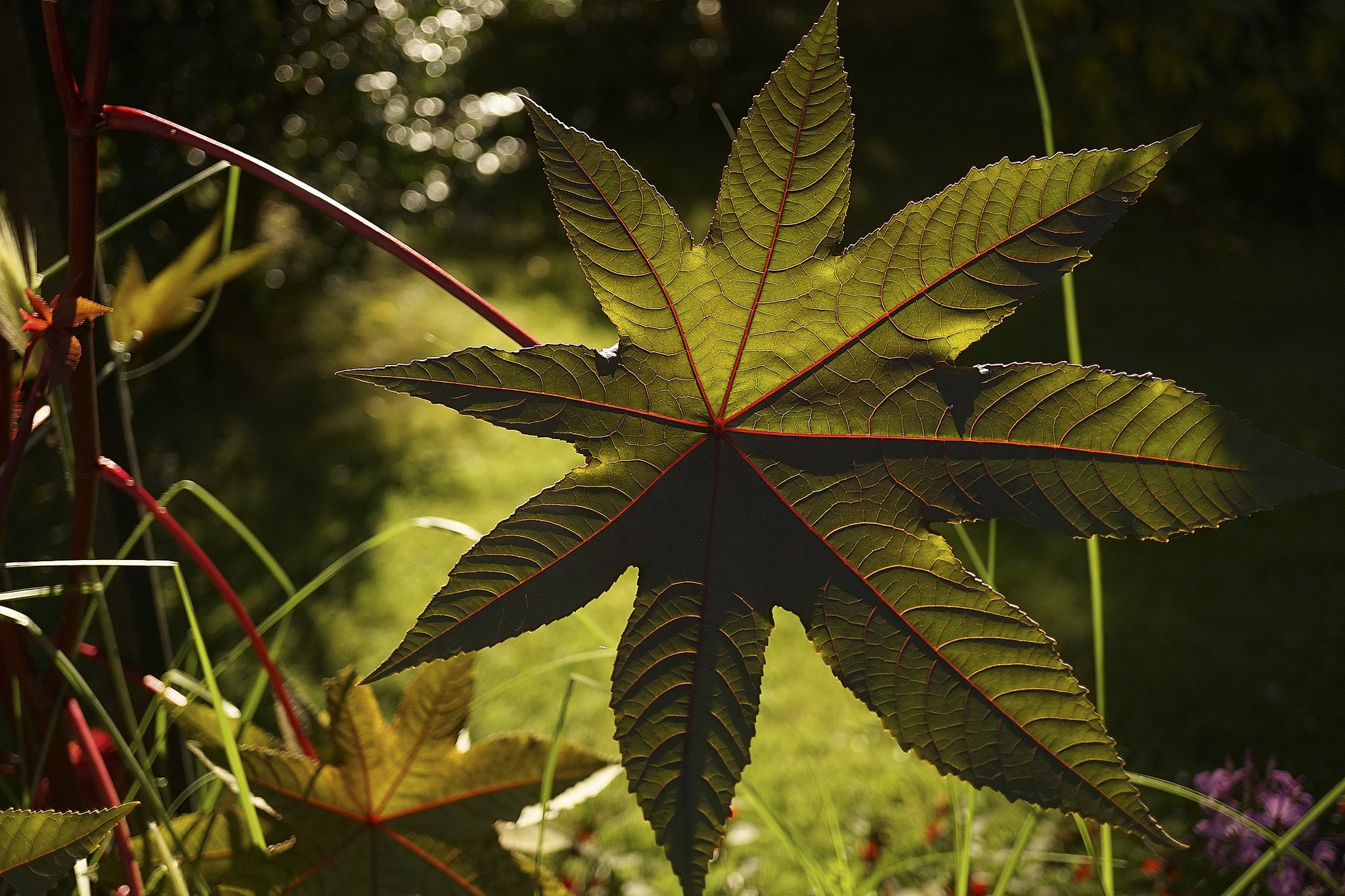 green, Leaf, Dew, Nature, Walppaper, Branch, Tree, Macro Wallpaper