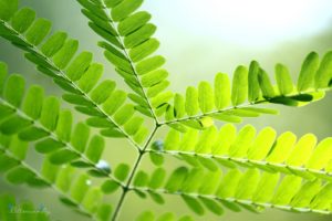 green, Leaf, Dew, Nature, Walppaper, Branch, Tree, Macro