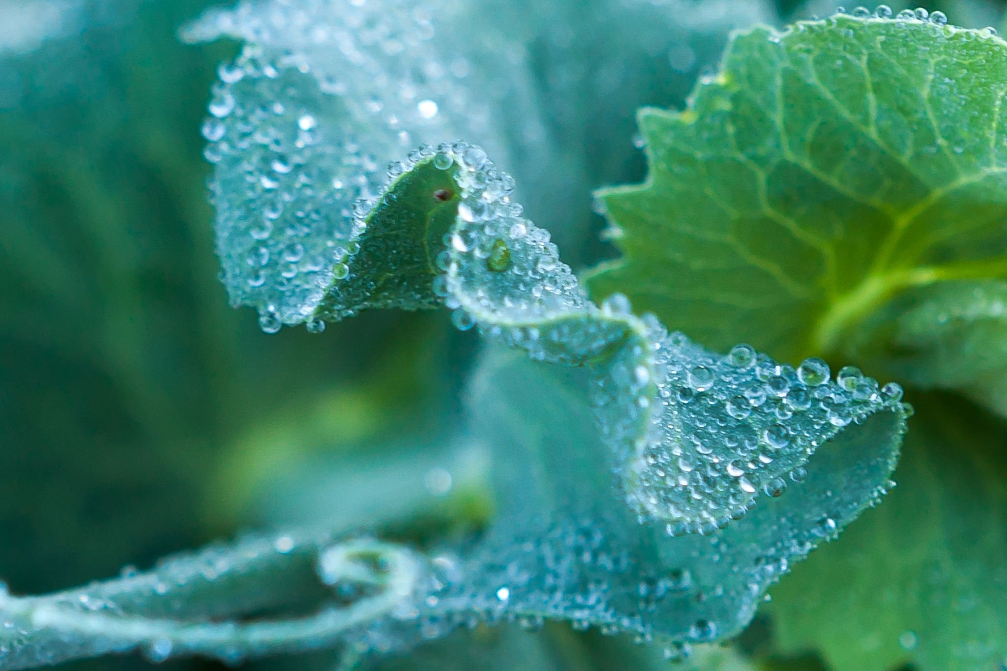 green, Leaf, Dew, Nature, Walppaper, Branch, Tree, Macro Wallpaper