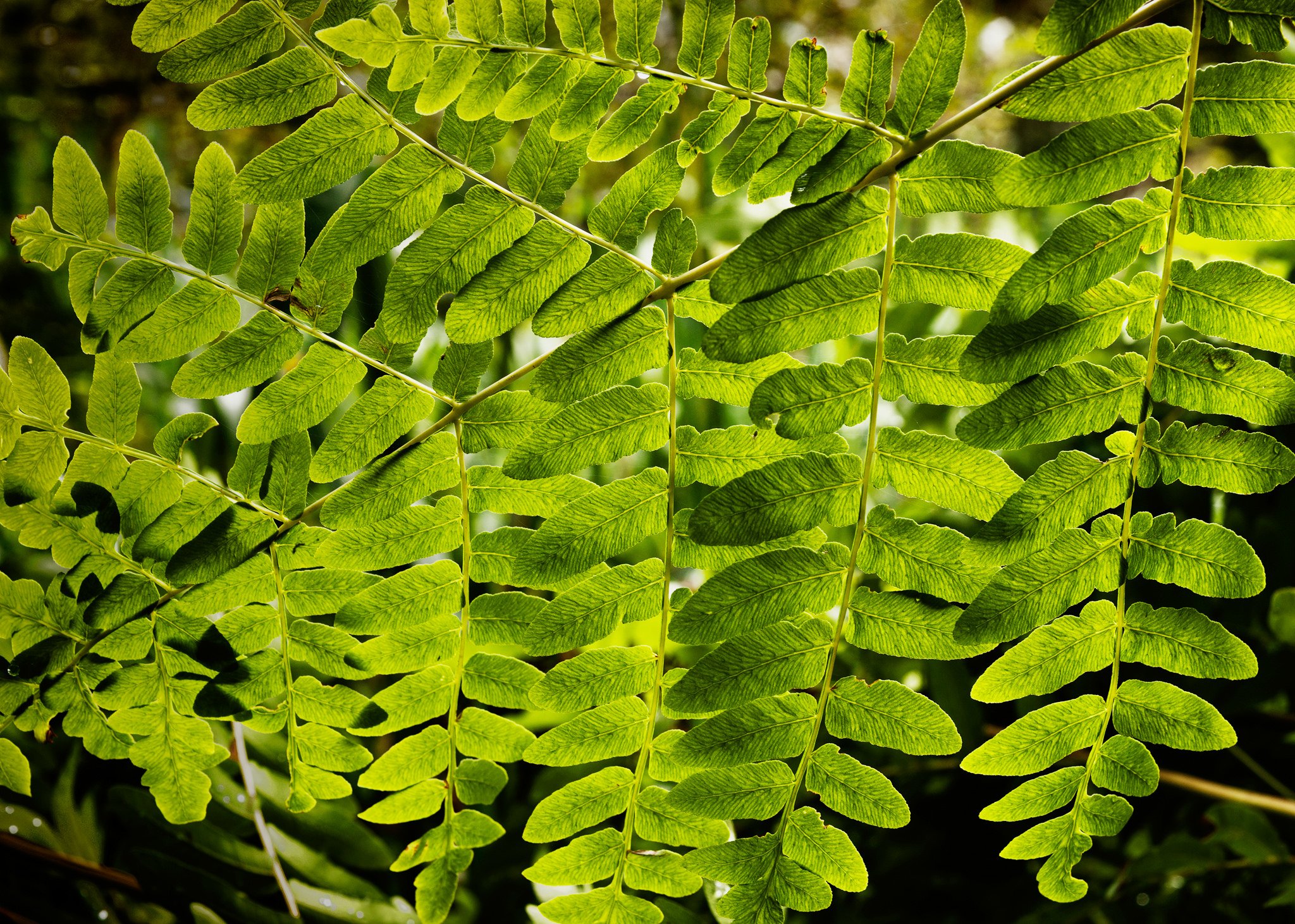 green, Leaf, Dew, Nature, Walppaper, Branch, Tree, Macro Wallpaper