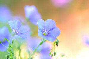 flowers, Blue, Nature, Green