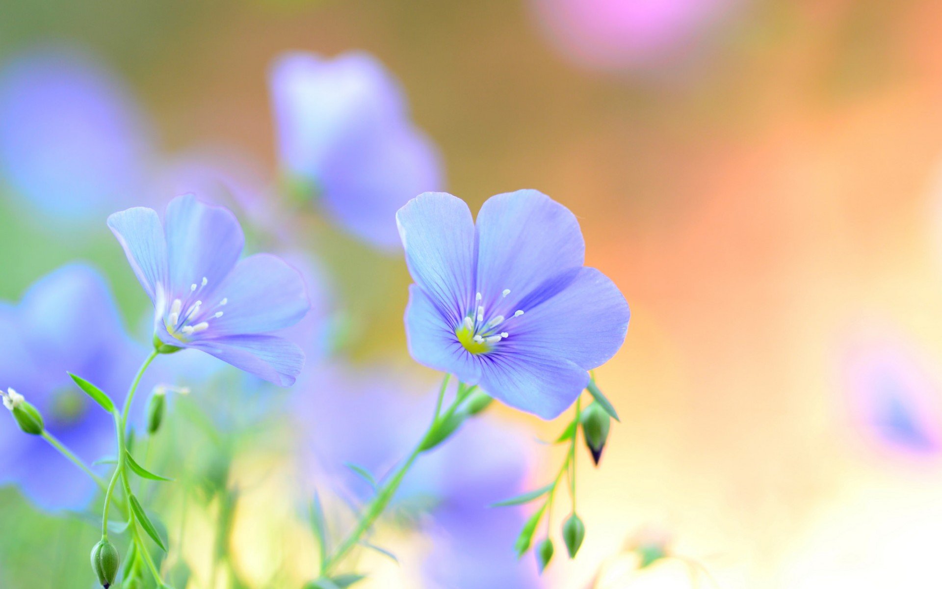 flowers, Blue, Nature, Green Wallpaper