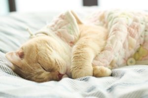 cat, Animal, Sleep, Pet