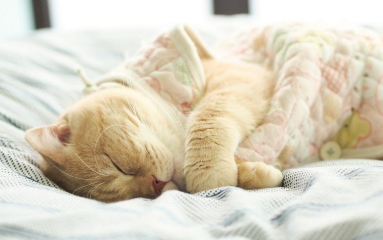 cat, Animal, Sleep, Pet HD Wallpaper Desktop Background