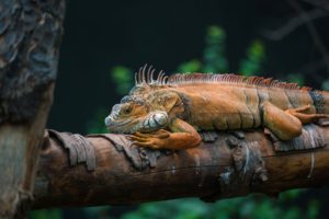 iguana, Lizard, Reptil, Animal, Nature