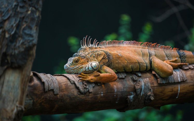 iguana, Lizard, Reptil, Animal, Nature HD Wallpaper Desktop Background