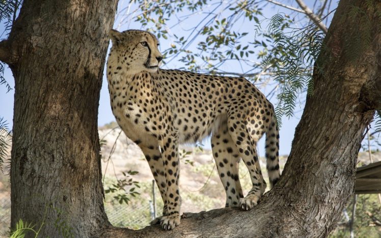 leopard, Nature, Big, Cat, Predator HD Wallpaper Desktop Background